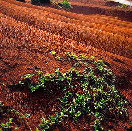 Meta Quest好评VR宠物应用即将于下周停止运营